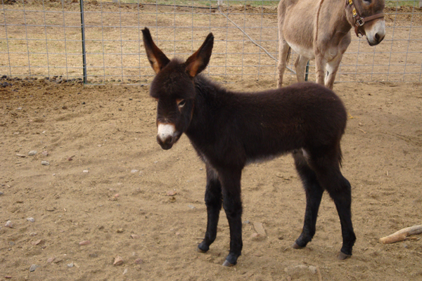 Baby donkey.