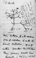 Darwin's Tree of Life - July 1837.
